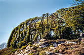 Escursione nel Parco Colli di Bergamo, uno dei roccoli del parco, alberi di rovere e carpino potati a sequenze di archi verdi e corridoi, disposti a ferro di cavallo per la cattura con le reti degli uccelli di passo.